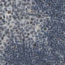 Invitrogen ELF2 Polyclonal Antibody 100 &mu;L; Unconjugated:Antibodies,