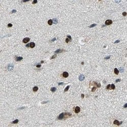 Invitrogen NFIA Polyclonal Antibody 100 &mu;L; Unconjugated:Anticuerpos