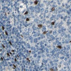 Invitrogen NFIA Polyclonal Antibody 100 &mu;L; Unconjugated:Anticuerpos