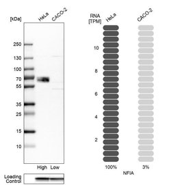 Invitrogen NFIA Polyclonal Antibody 100 &mu;L; Unconjugated:Anticuerpos