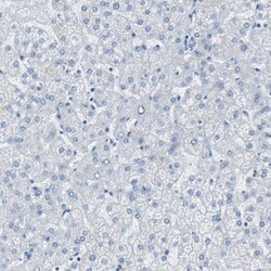 Invitrogen RPS12 Polyclonal Antibody 100 &mu;L; Unconjugated:Antibodies,