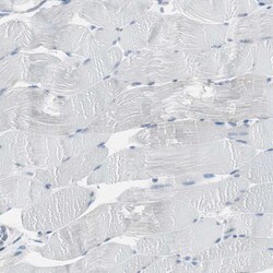 Invitrogen RPS12 Polyclonal Antibody 100 &mu;L; Unconjugated:Antibodies,