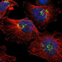 Invitrogen AJUBA Polyclonal Antibody 100 &mu;L; Unconjugated:Antibodies,