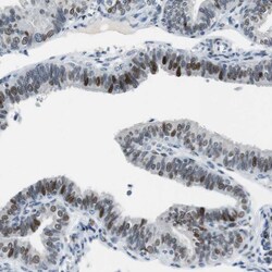 Invitrogen AJUBA Polyclonal Antibody 100 &mu;L; Unconjugated:Antibodies,