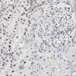 Invitrogen AJUBA Polyclonal Antibody 100 &mu;L; Unconjugated:Antibodies,
