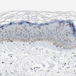 Invitrogen AJUBA Polyclonal Antibody 100 &mu;L; Unconjugated:Antibodies,