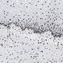 Invitrogen AJUBA Polyclonal Antibody 100 &mu;L; Unconjugated:Antibodies,
