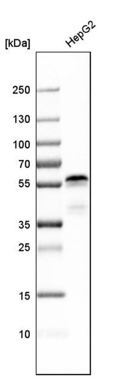 Invitrogen AJUBA Polyclonal Antibody 100 &mu;L; Unconjugated:Antibodies,