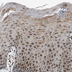 Invitrogen TAF5 Polyclonal Antibody 100 &mu;L; Unconjugated:Antibodies,