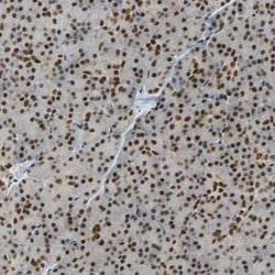 Invitrogen TAF5 Polyclonal Antibody 100 &mu;L; Unconjugated:Antibodies,