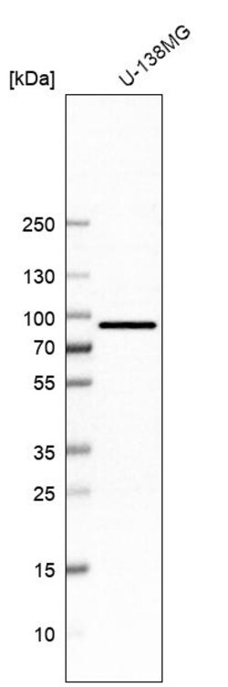 Invitrogen HCFC2 Polyclonal Antibody 100 &mu;L | Buy Online | Invitrogen&trade; | Fisher Scientific