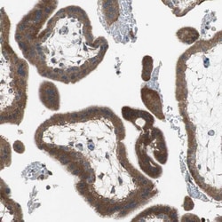 Invitrogen ADAMTSL4 Polyclonal Antibody 100 &mu;L; Unconjugated:Antibodies,
