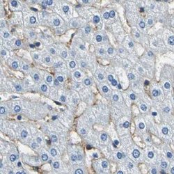Invitrogen&trade;&nbsp;AKAP12 Polyclonal Antibody