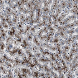 Invitrogen PCYT1B Polyclonal Antibody 100 &mu;L; Unconjugated:Antibodies,
