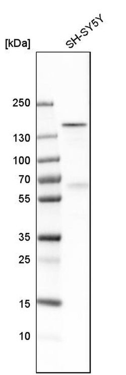 Invitrogen ADNP Polyclonal Antibody 100 &mu;L; Unconjugated:Antibodies,