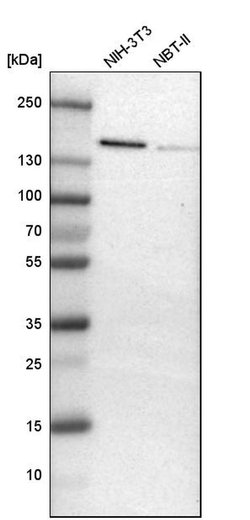 Invitrogen ADNP Polyclonal Antibody 100 &mu;L; Unconjugated:Antibodies,