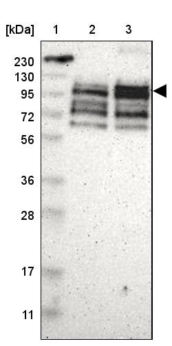 Invitrogen PPP1R13B Polyclonal Antibody 100 &mu;L | Buy Online | Invitrogen&trade; | Fisher Scientific