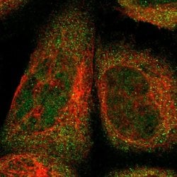 Invitrogen FAM213B Polyclonal Antibody 100 &mu;L; Unconjugated:Antibodies,