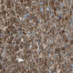 Invitrogen FAM213B Polyclonal Antibody 100 &mu;L; Unconjugated:Antibodies,