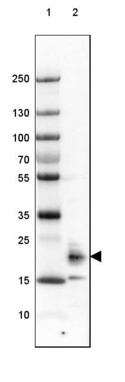 Invitrogen FAM213B Polyclonal Antibody 100 &mu;L; Unconjugated:Antibodies,