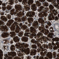 Invitrogen MUC7 Polyclonal Antibody 100 &mu;L; Unconjugated:Antibodies,