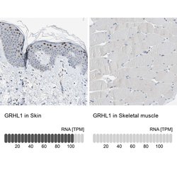 Invitrogen&trade;&nbsp;GRHL1 Polyclonal Antibody