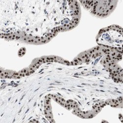 Invitrogen&trade;&nbsp;GRHL1 Polyclonal Antibody