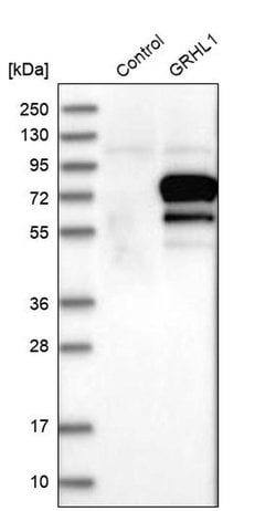 Invitrogen&trade;&nbsp;GRHL1 Polyclonal Antibody