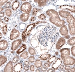 Invitrogen EMX1 Polyclonal Antibody 100 &mu;L; Unconjugated:Antibodies,