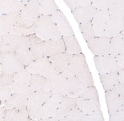 Invitrogen EMX1 Polyclonal Antibody 100 &mu;L; Unconjugated:Antibodies,