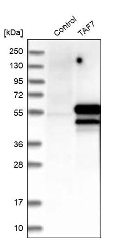 Invitrogen&trade;&nbsp;TAF7 Polyclonal Antibody