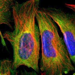 Invitrogen ZNF50 Polyclonal Antibody 100 &mu;L; Unconjugated:Antibodies,