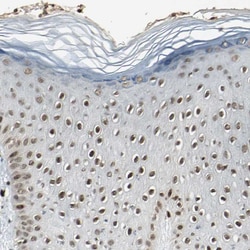 Invitrogen TAF5 Polyclonal Antibody 100 &mu;L; Unconjugated:Antibodies,