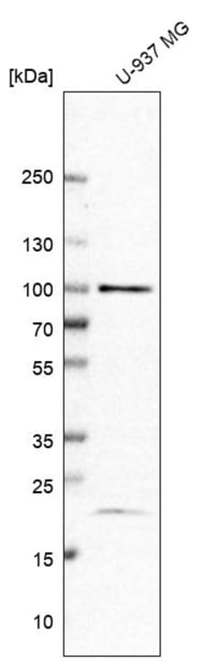 Invitrogen TAF5 Polyclonal Antibody 100 &mu;L; Unconjugated:Antibodies,