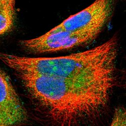 Invitrogen PFDN1 Polyclonal Antibody 100 &mu;L; Unconjugated:Antibodies,