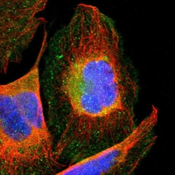 Invitrogen TCP-1 gamma Polyclonal Antibody 100 &mu;L; Unconjugated:Antibodies,