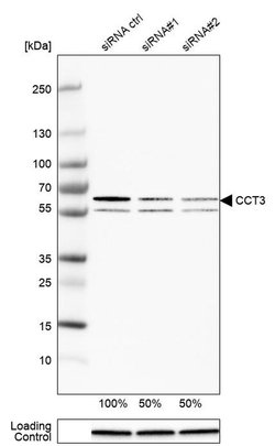 Invitrogen TCP-1 gamma Polyclonal Antibody 100 &mu;L; Unconjugated:Antibodies,