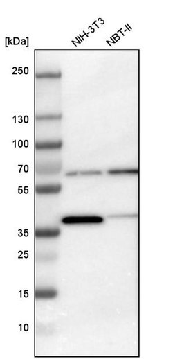 Invitrogen TCP-1 gamma Polyclonal Antibody 100 &mu;L; Unconjugated:Antibodies,