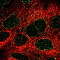 Invitrogen SLC2A13 Polyclonal Antibody 100 &mu;L; Unconjugated:Antibodies,