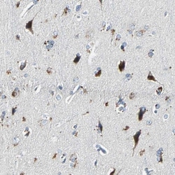 Invitrogen SLC2A13 Polyclonal Antibody 100 &mu;L; Unconjugated:Antibodies,