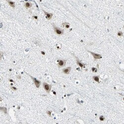 Invitrogen RBM14 Polyclonal Antibody 100 &mu;L; Unconjugated:Antibodies,