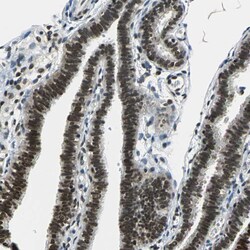 Invitrogen RBM14 Polyclonal Antibody 100 &mu;L; Unconjugated:Antibodies,