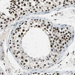 Invitrogen RBM14 Polyclonal Antibody 100 &mu;L; Unconjugated:Antibodies,