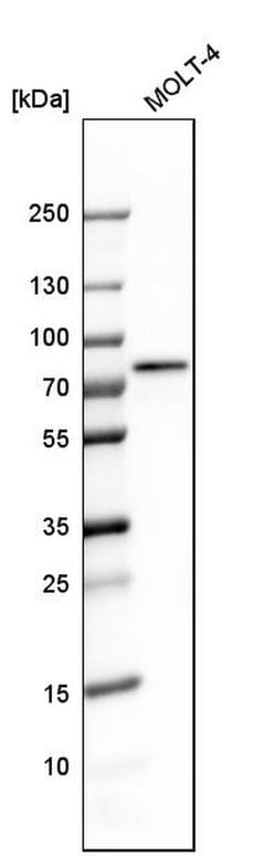 Invitrogen RBM14 Polyclonal Antibody 100 &mu;L; Unconjugated:Antibodies,