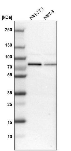 Invitrogen RBM14 Polyclonal Antibody 100 &mu;L; Unconjugated:Antibodies,