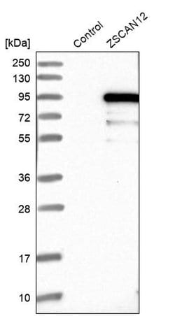 Invitrogen&trade;&nbsp;ZNF96 Polyclonal Antibody
