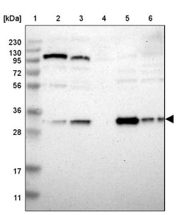 Invitrogen NIT1 Polyclonal Antibody 100 &mu;L; Unconjugated:Anticuerpos