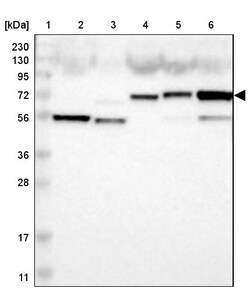 Invitrogen&trade;&nbsp;FAM189B Polyclonal Antibody