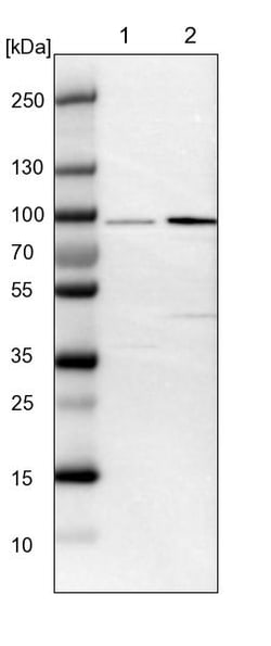 Invitrogen&trade;&nbsp;FAM189B Polyclonal Antibody