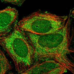 Invitrogen ZNF445 Polyclonal Antibody 100 &mu;L; Unconjugated:Antibodies,